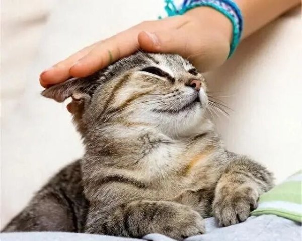 鼎东策略 养猫久了才明白，原来你摸“猫咪头”时，在猫眼里，是这6种意思！