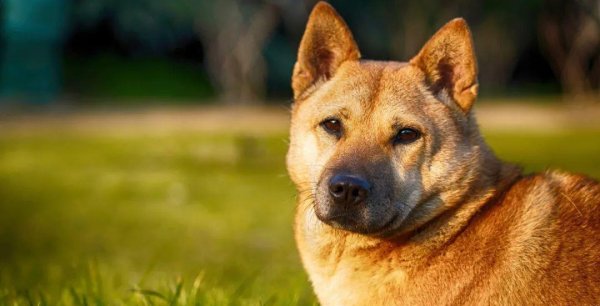 创富配资 这六种犬不能随便养，一旦养了，它们就会用一生忠诚于你