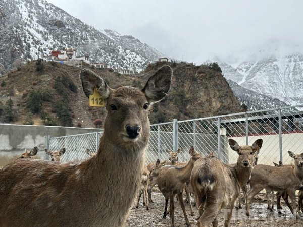 广证策略 【牢记嘱托 共建美丽新西藏】娘蒲乡样本：一只梅花鹿“驮”起的乡村振兴链